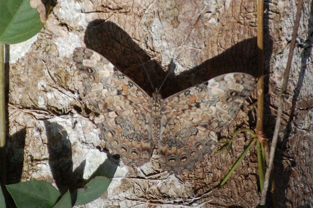 Brasile - Farfalla: Hamadryas sp. (Nymphalidae)
